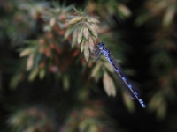 2016-05-21 15h50m32 - Variabele Waterjuffer - Kemeri - Cor Martijn